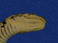 草花蛇藏品圖，第4張